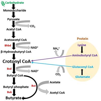 Butyrate producers, “The Sentinel of Gut”: Their intestinal significance with and beyond butyrate, and prospective use as microbial therapeutics